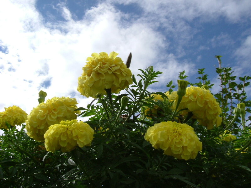 Yellow marigolds against blue sky