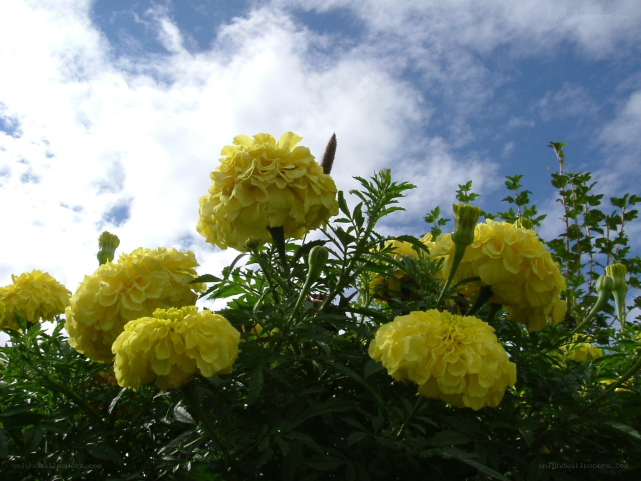 Yellow marigolds against blue sky
