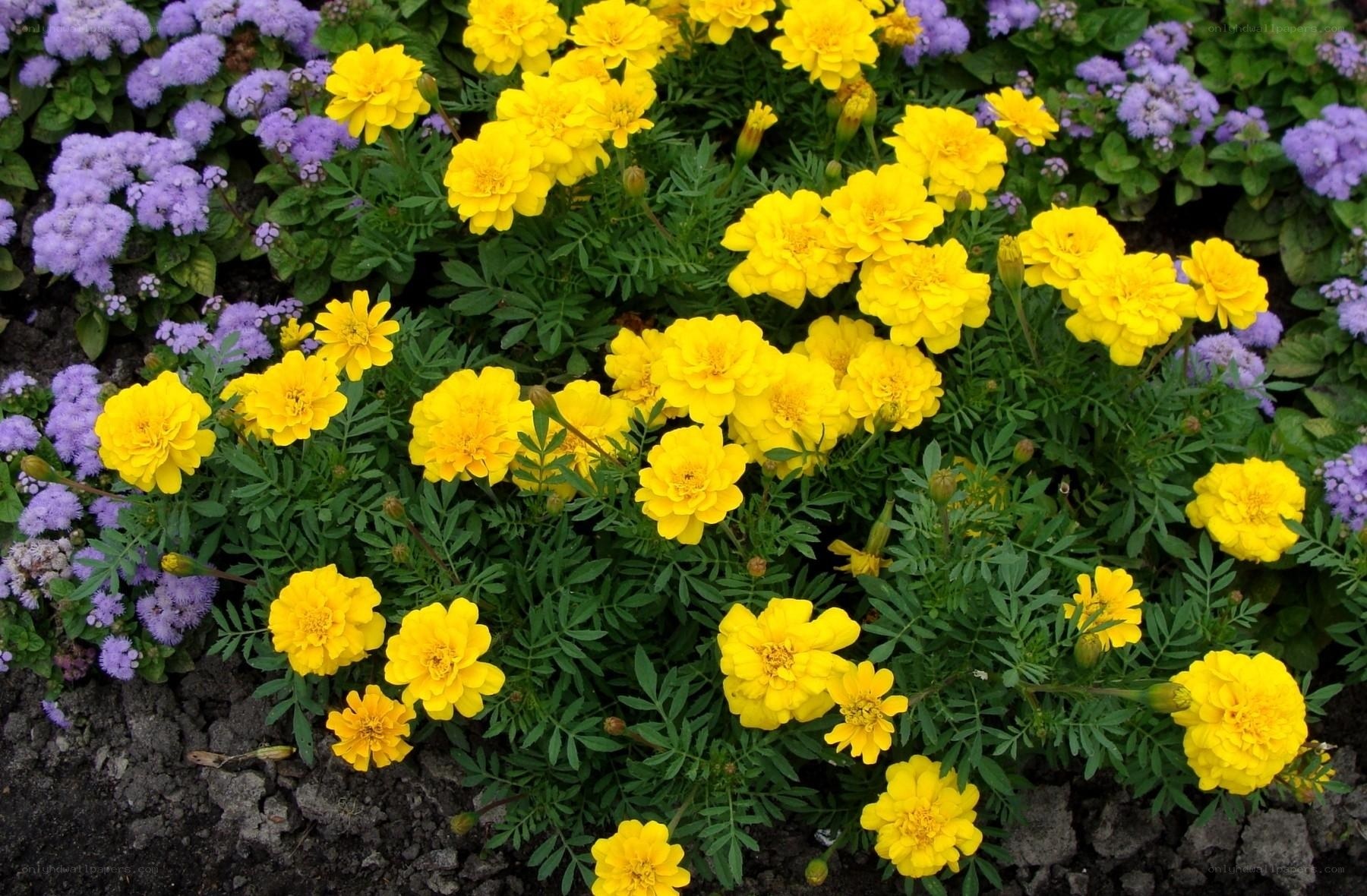 Yellow marigolds and purple flowers