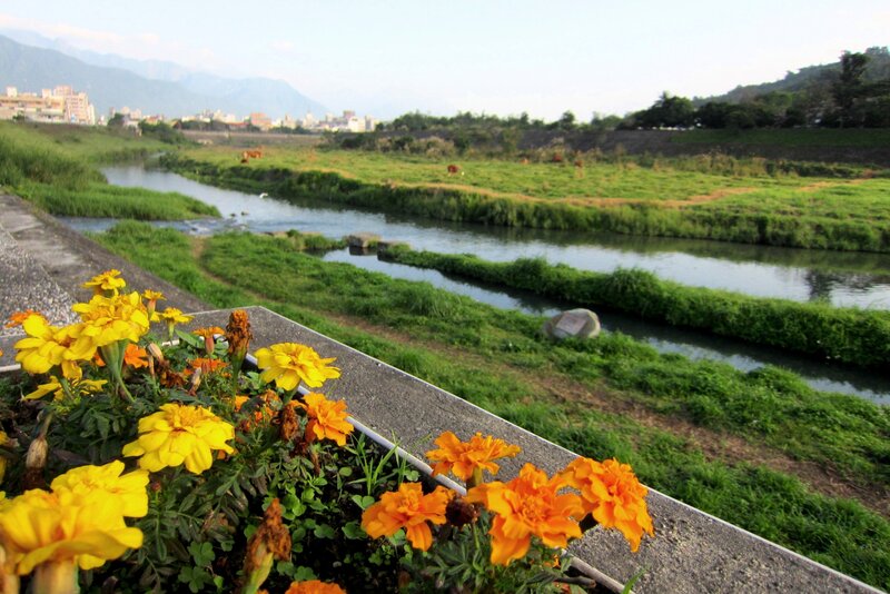 Yellow Marigolds by River
