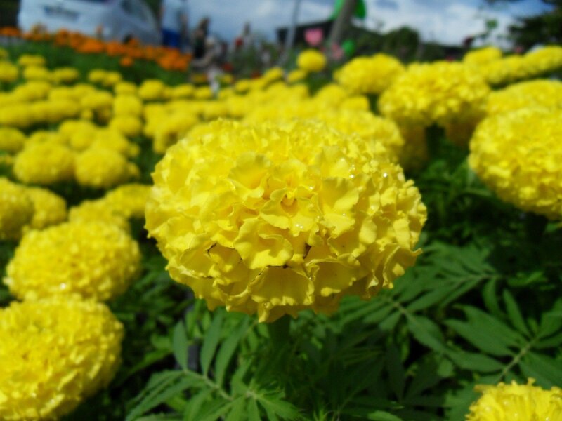 Yellow marigolds in a field