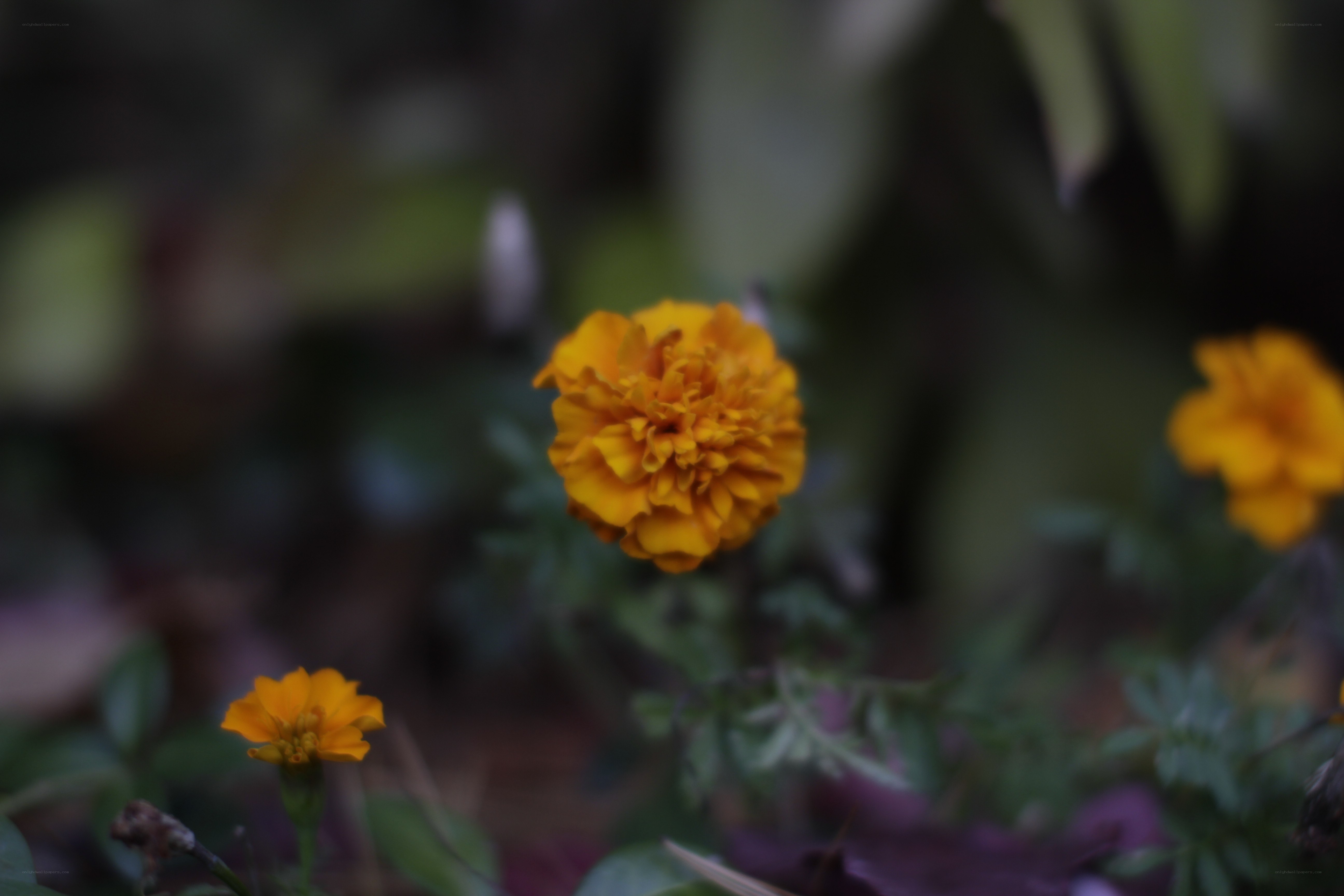 Yellow marigolds in garden