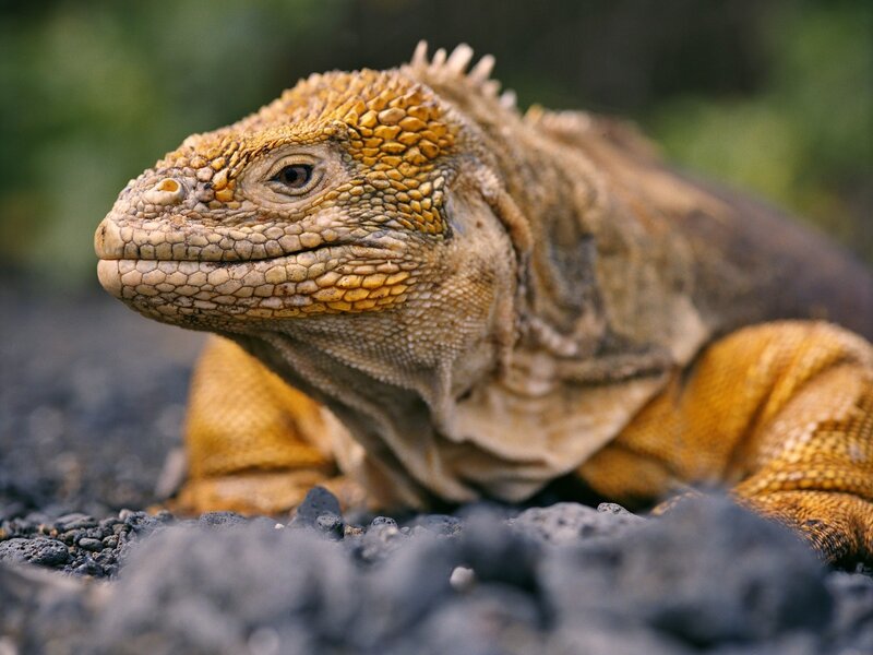 Yellow Marine Iguana — Calm