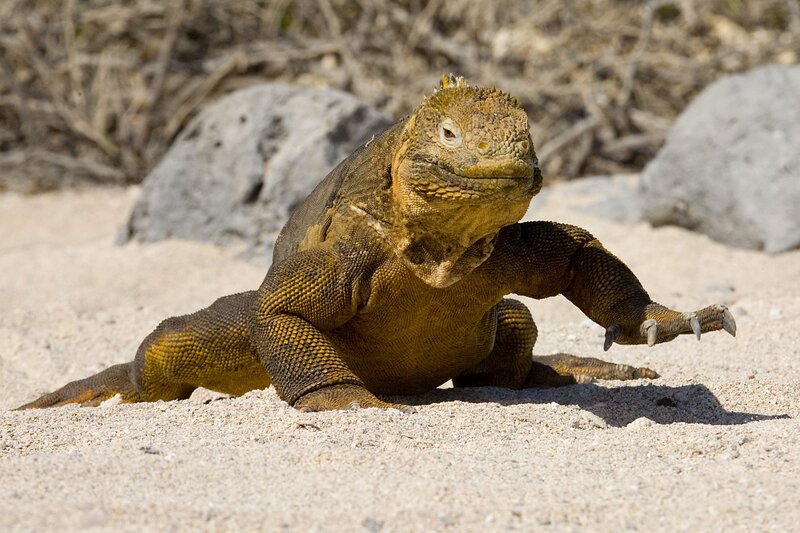 Yellow Marine Iguana
