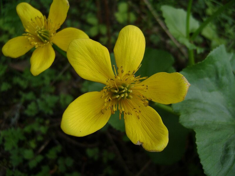Yellow Marsh Marigold Flower