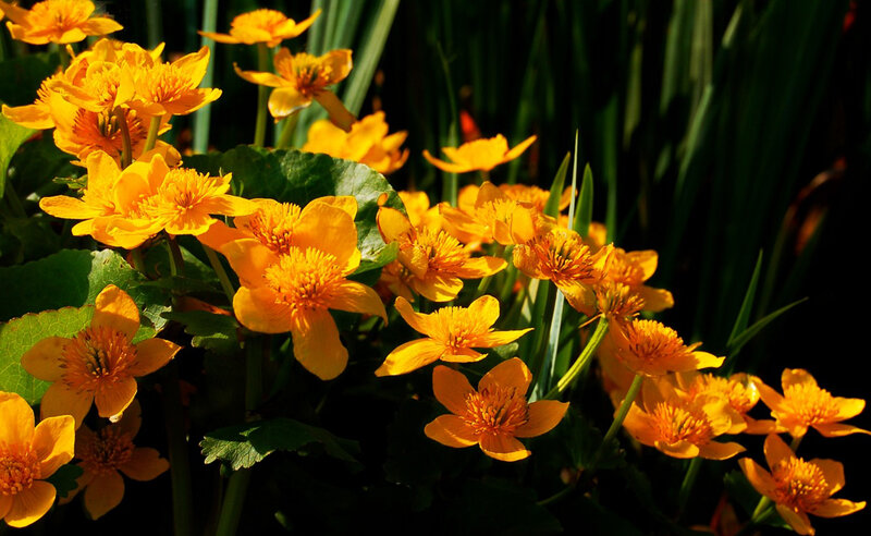 Yellow Marsh Marigold Flowers — Dramatic