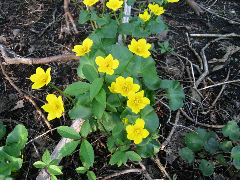 Yellow Marsh Marigold Flowers — Natural, Spring, Photograph