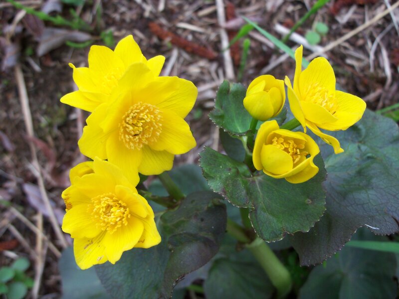 Yellow Marsh Marigold Flowers — Natural, Spring