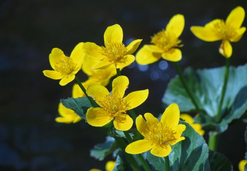 Yellow Marsh Marigold Flowers — Serene, Spring