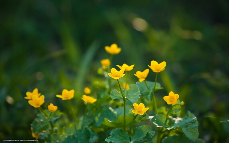 Yellow Marsh Marigold Flowers — Serene