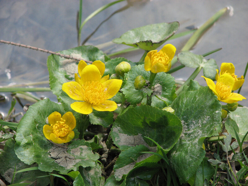 Yellow Marsh Marigold Flowers