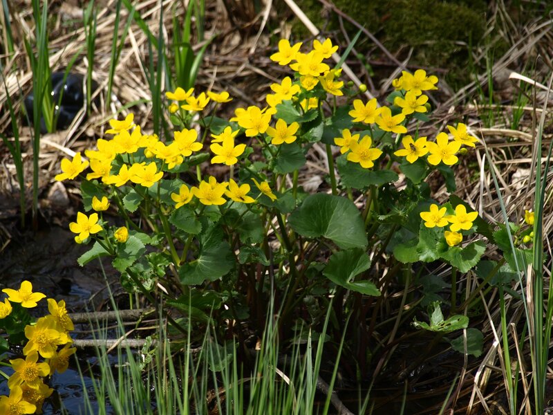 Yellow Marsh Marigolds