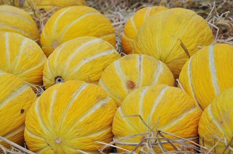 Yellow melons on straw