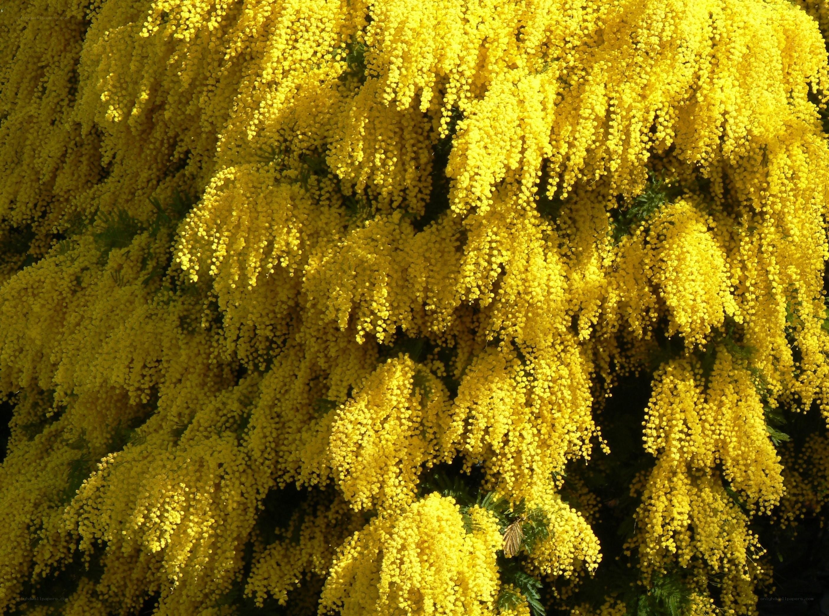 Yellow mimosa blossoms in bloom
