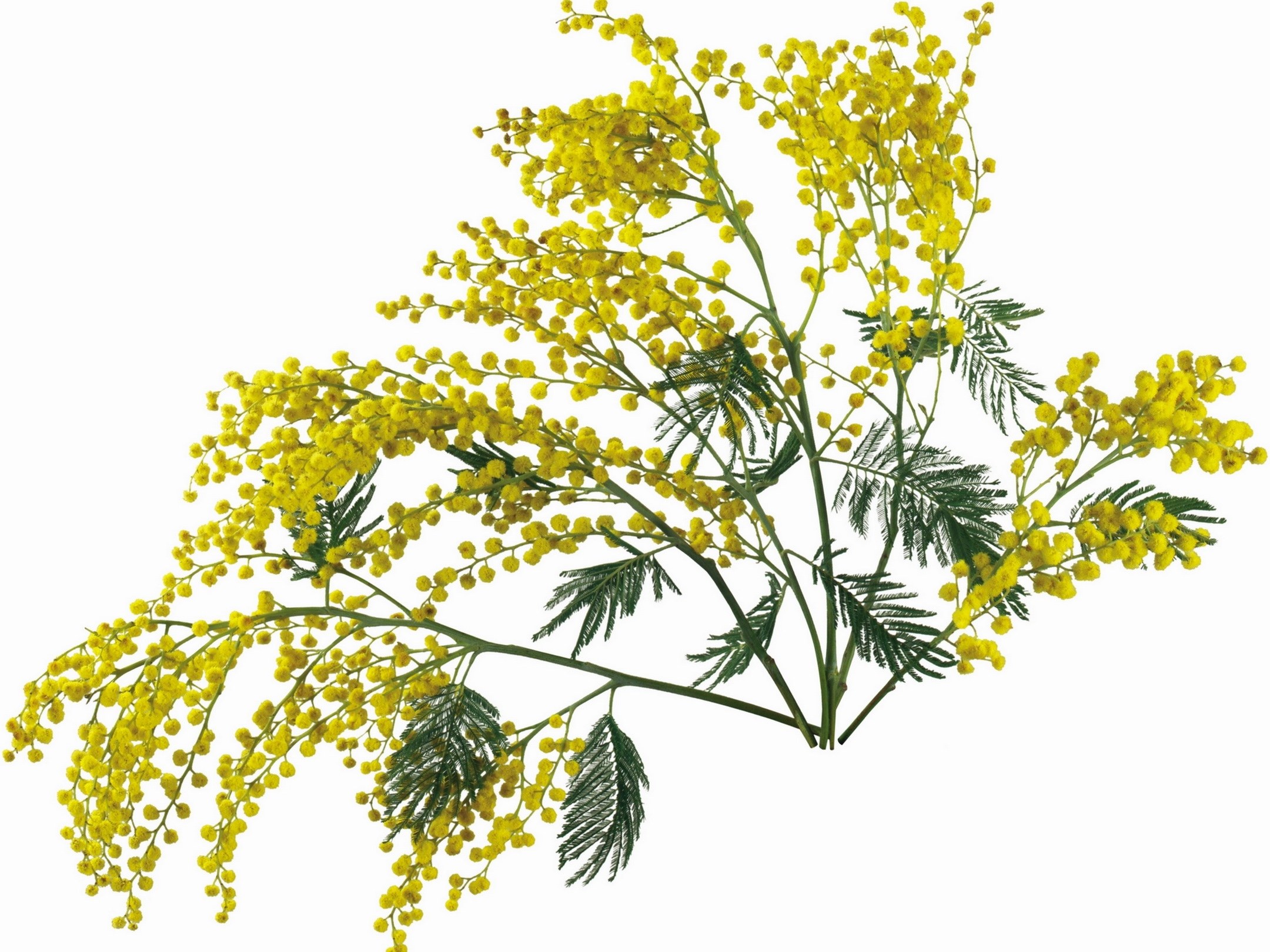 Yellow mimosa flower cluster