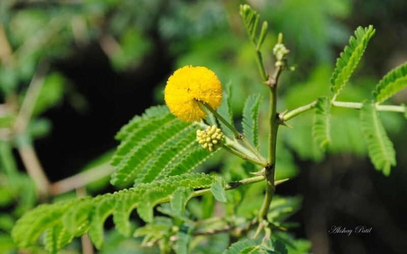 Yellow Mimosa Flower — Natural