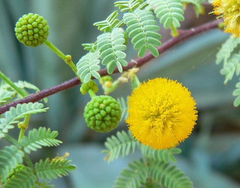 Yellow Mimosa Flower