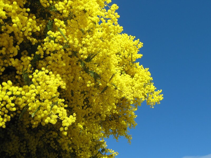 Yellow mimosa flowers against blue sky