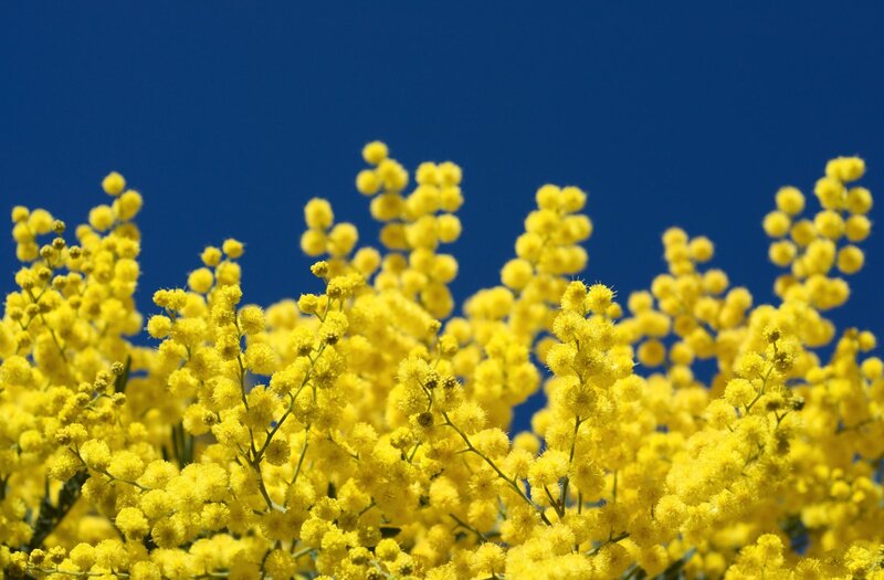 Yellow mimosa flowers against blue sky