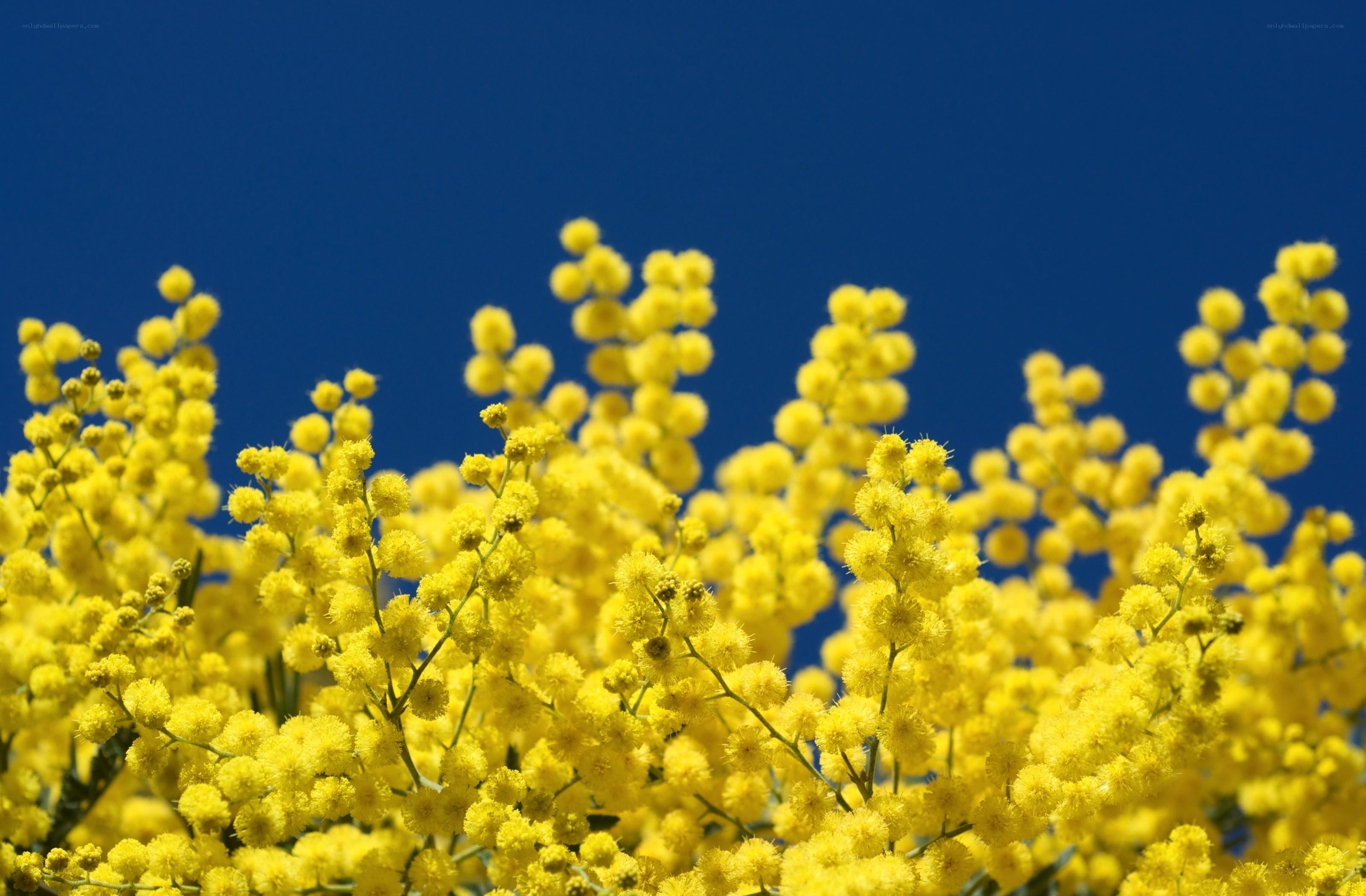 Yellow mimosa flowers against blue sky