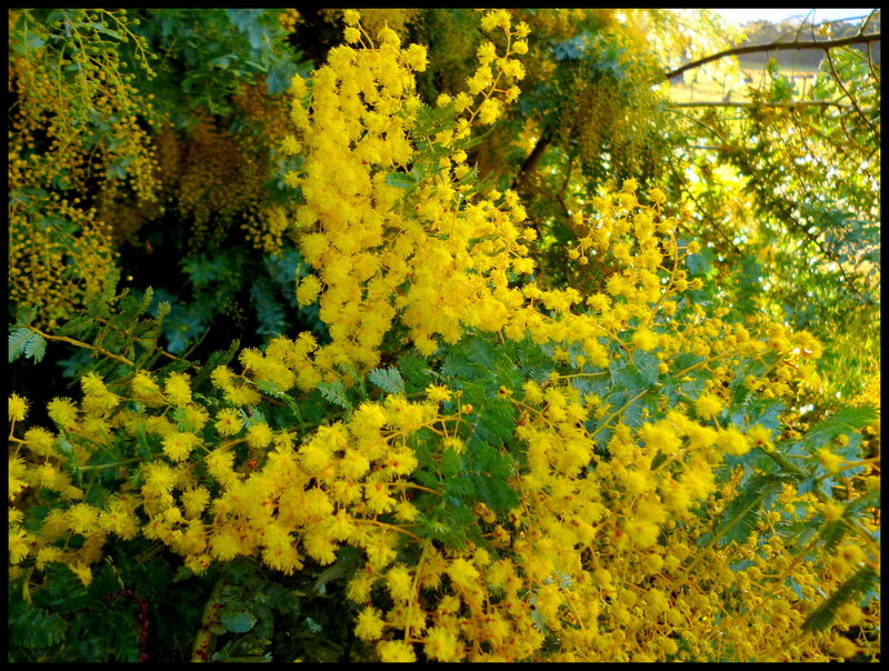 Yellow Mimosa Flowers — Bright, Afternoon