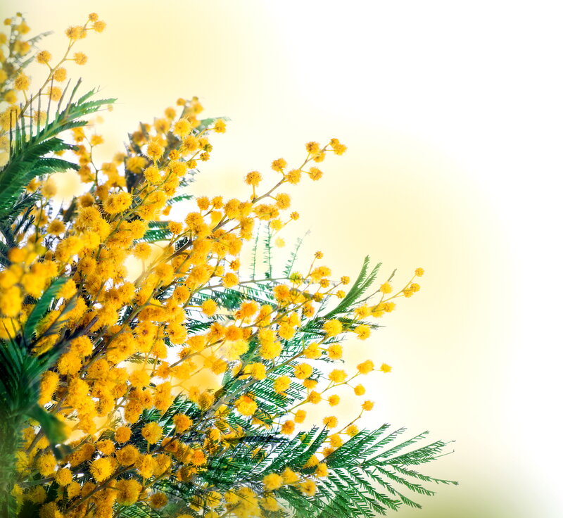Yellow Mimosa Flowers — Bright, Morning