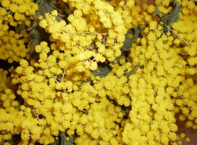 Yellow Mimosa Flowers — Bright, Photograph