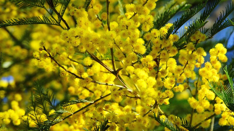 Yellow Mimosa Flowers — Bright, Spring, Photograph, Branches
