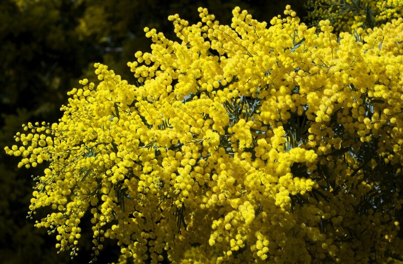 Yellow Mimosa Flowers — Bright, Spring, Photograph