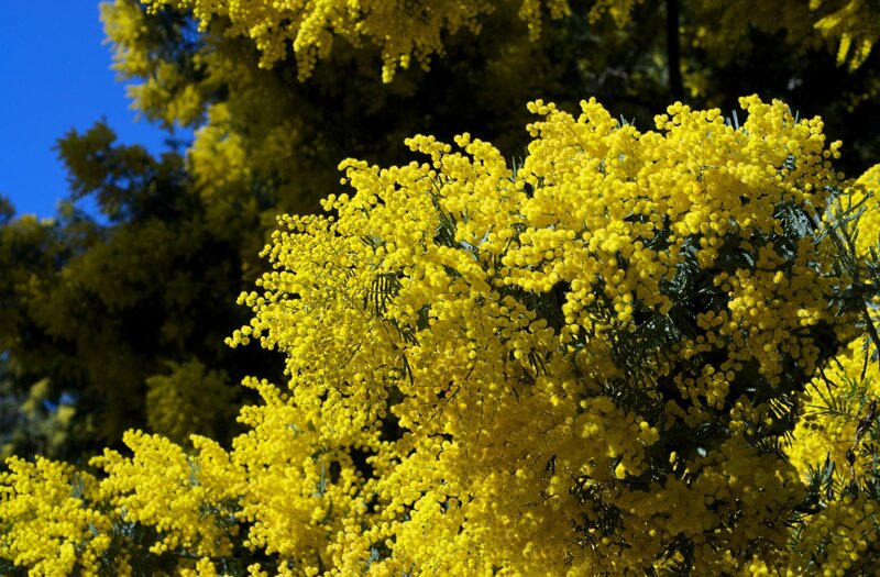 Yellow Mimosa Flowers — Bright, Spring