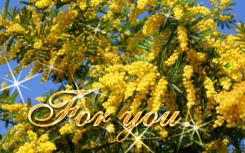Yellow Mimosa Flowers — Bright