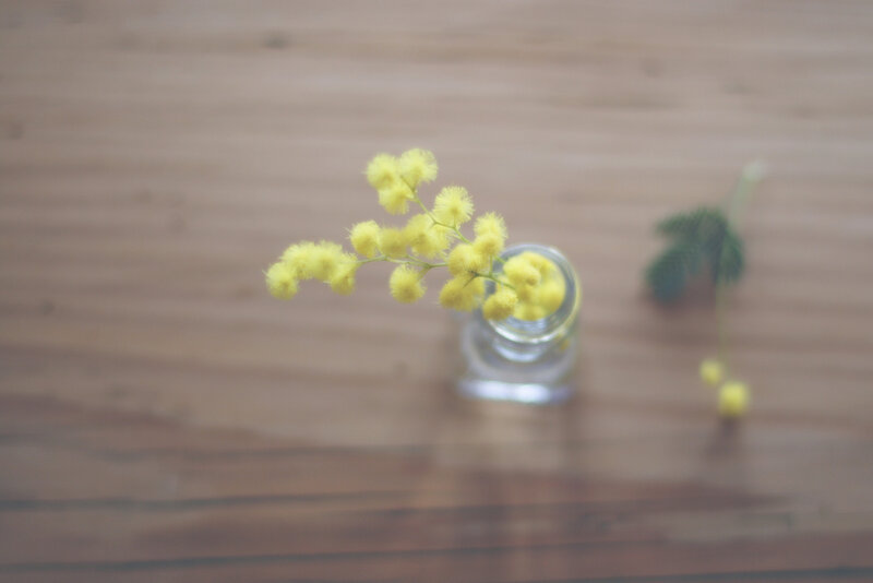 Yellow Mimosa Flowers — Calm, Photograph, Glass Jar