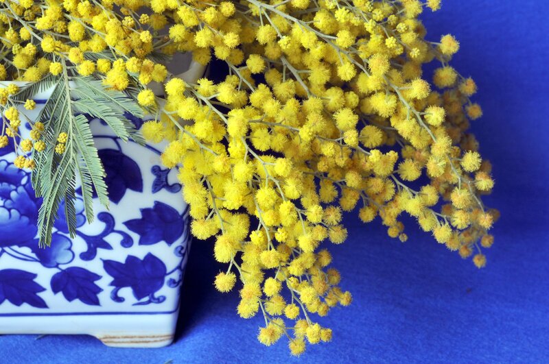 Yellow Mimosa Flowers — Calm, Photograph