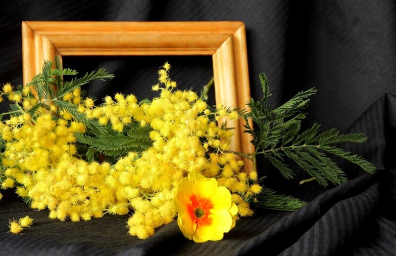 Yellow Mimosa Flowers — Calm, Photograph, Wooden Frame