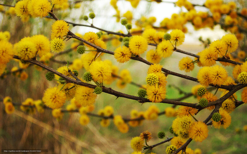 Yellow Mimosa Flowers — Calm, Spring, Photograph, Branches, Buds