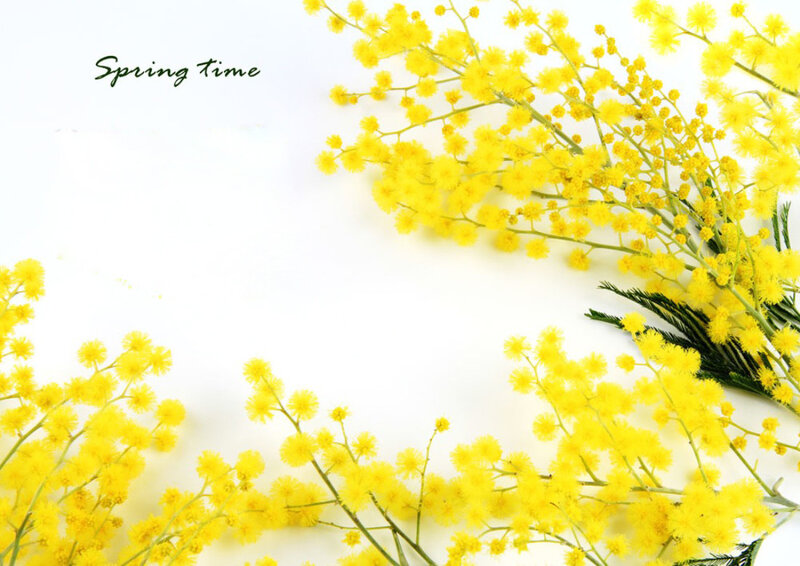 Yellow Mimosa Flowers — Calm, Spring, Photograph, Green Leaves, Text