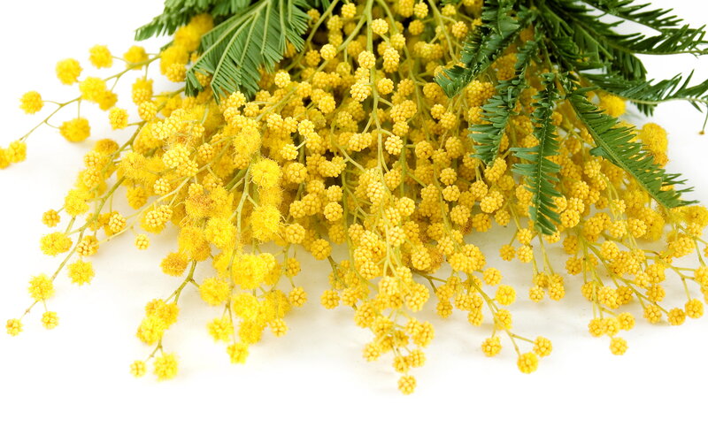 Yellow Mimosa Flowers — Calm, Spring, Photograph, Green Leaves