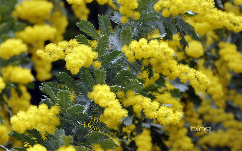 Yellow Mimosa Flowers — Calm, Spring, Photograph