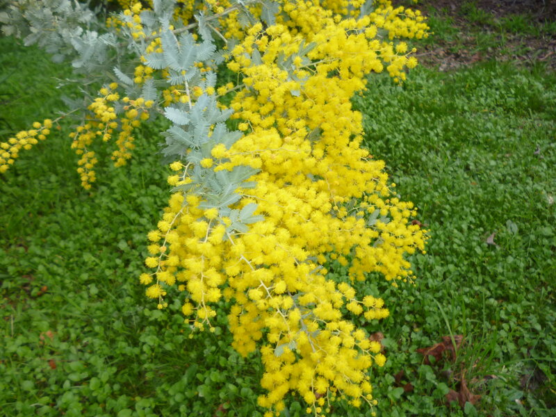 Yellow Mimosa Flowers — Calm, Spring