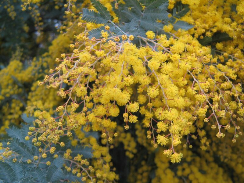 Yellow Mimosa Flowers — Calm