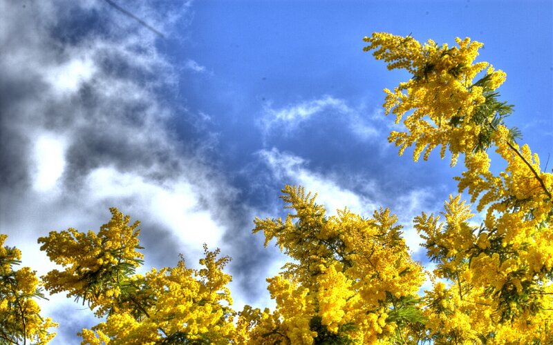 Yellow Mimosa Flowers — Dramatic, Spring