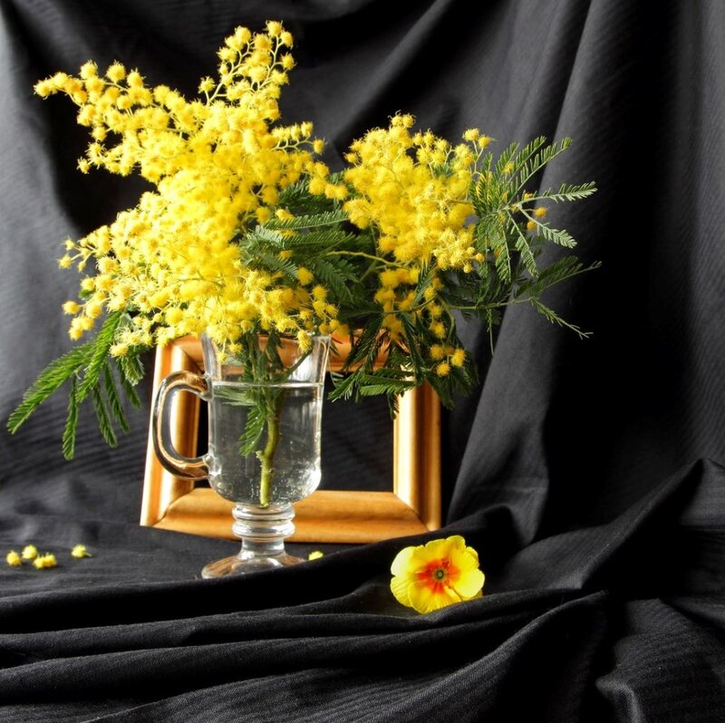 Yellow Mimosa Flowers — Dramatic