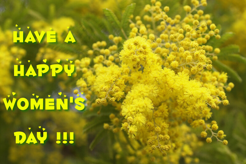 Yellow Mimosa Flowers — Festive