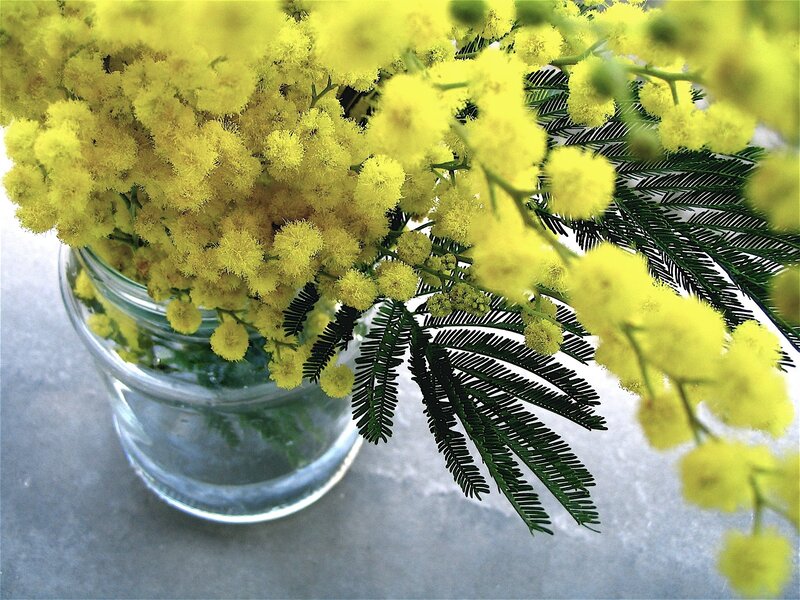 Yellow mimosa flowers in a vase