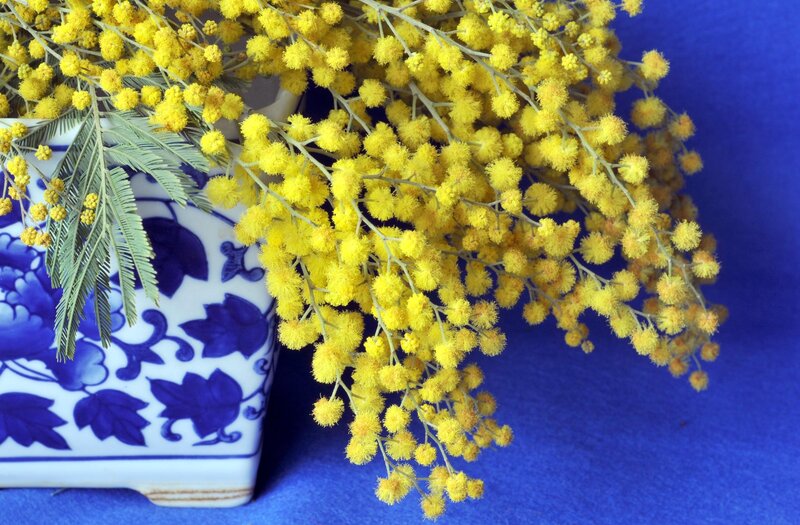 Yellow mimosa flowers in a vase