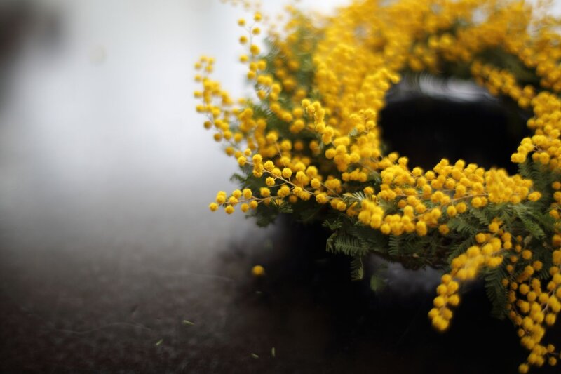 Yellow mimosa flowers in a wreath