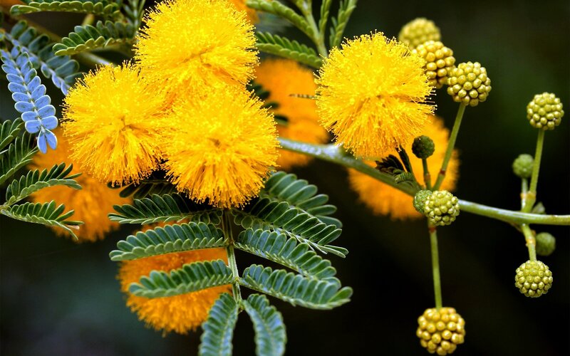 Yellow mimosa flowers in bloom