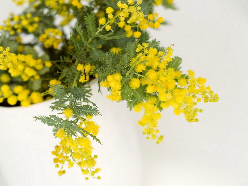 Yellow mimosa flowers in bloom