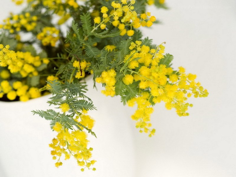 Yellow mimosa flowers in bloom