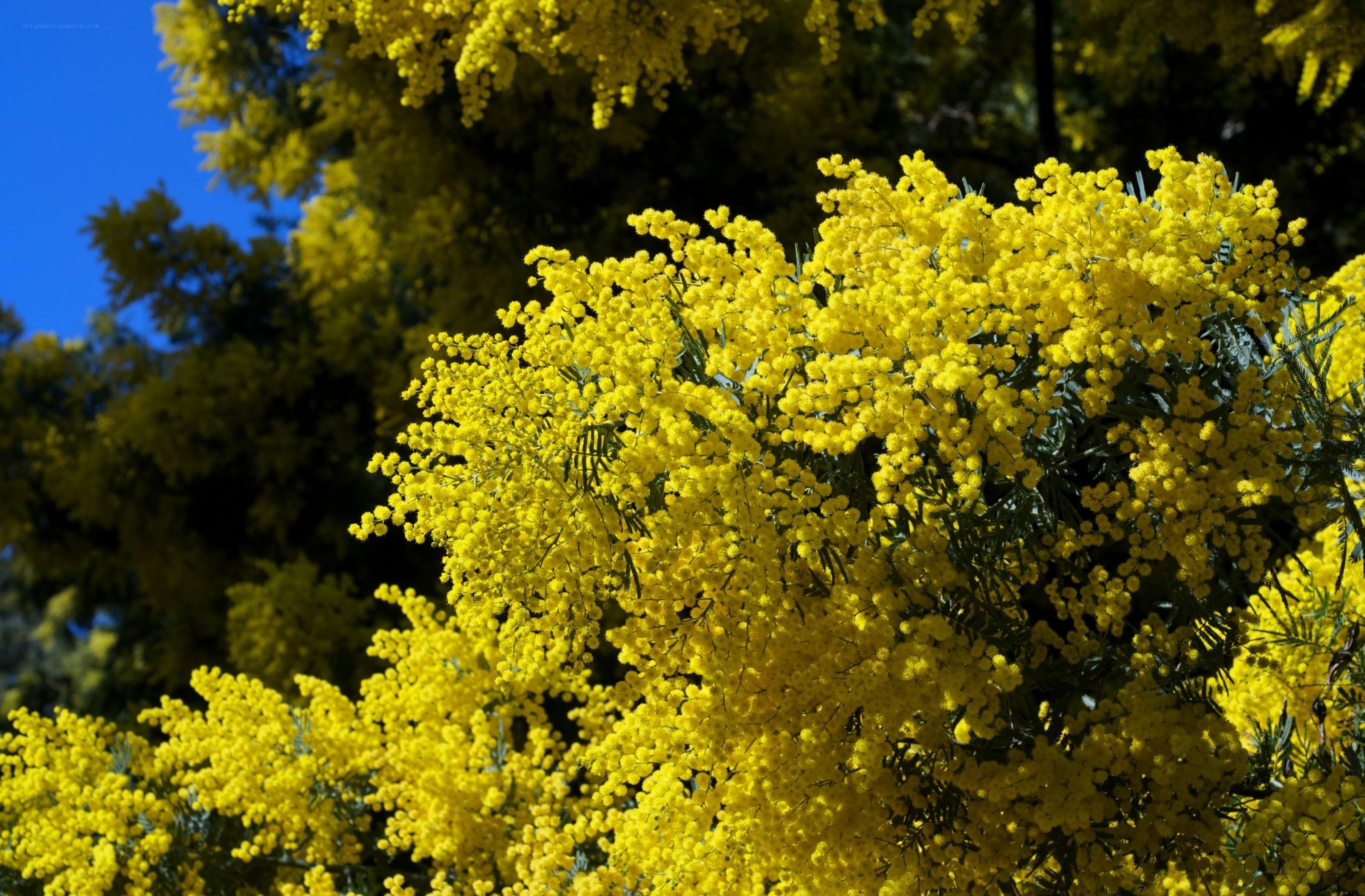 Yellow mimosa flowers in bloom